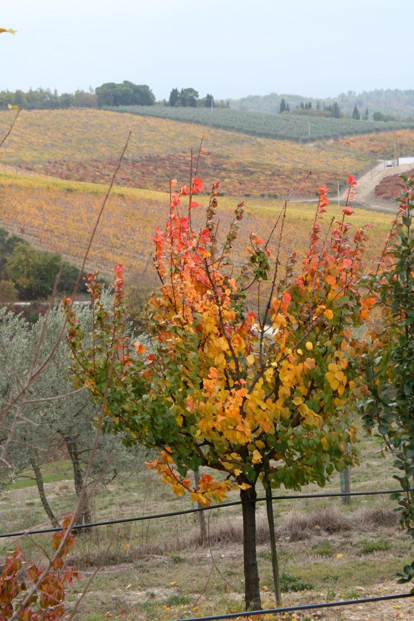Le Terrazze Del Chianti B&B Residenza D'Epoca E Di Charme San Donato in Poggio Buitenkant foto